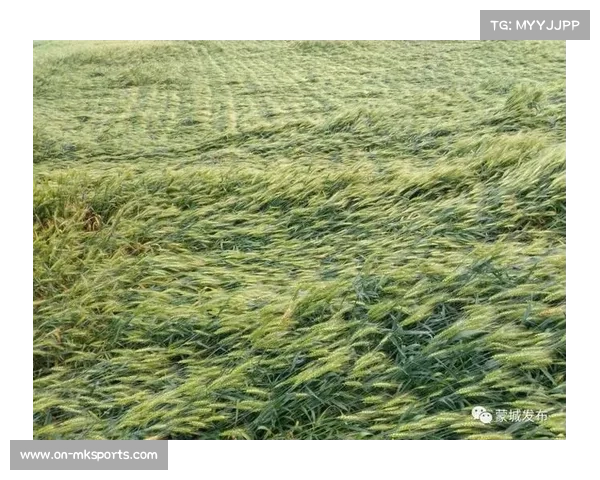 小麦幸运一击全程回顾：从失误打薄到弹回果岭推鸟收场